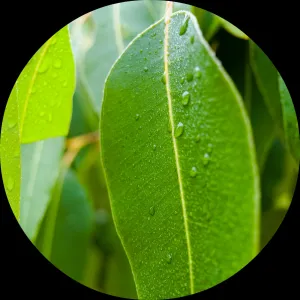 Eucalyptus Essential Oil by Living Libations 5 mil.