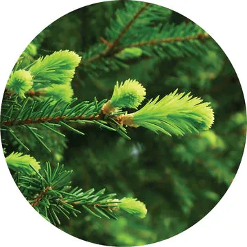 Fir Grand Essential Oil - Living Libations