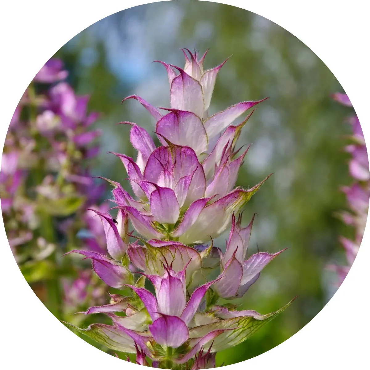 LIVING LIBATIONS - Clary Sage Essential Oil