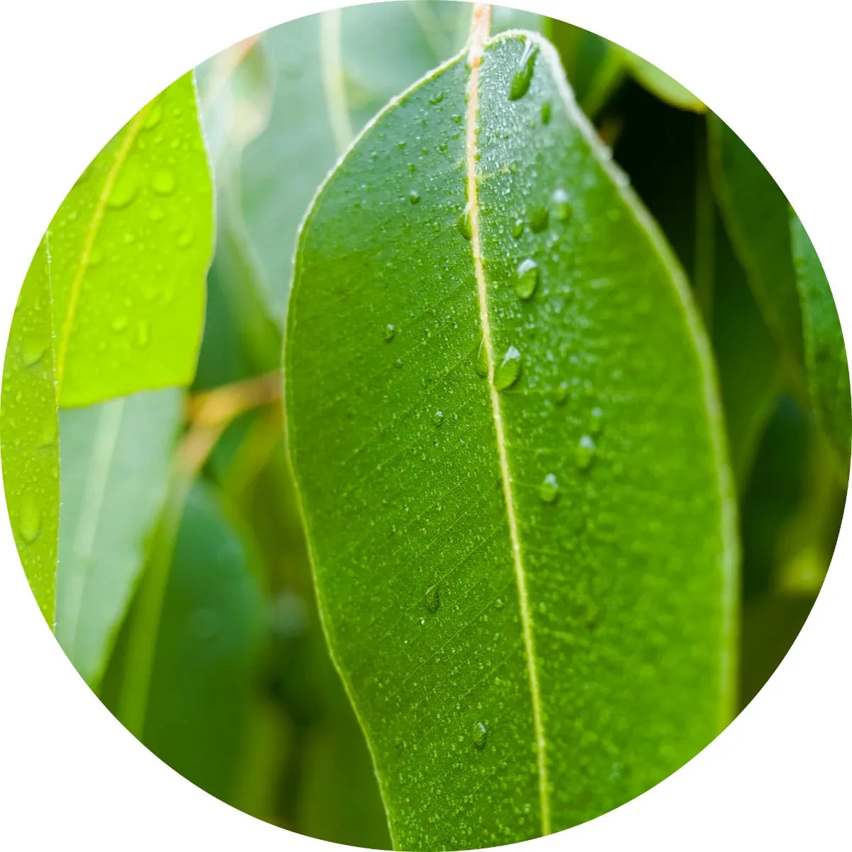 LIVING LIBATIONS - Eucalyptus Essential Oil