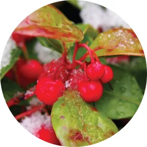 LIVING LIBATIONS - Wintergreen Essential Oil