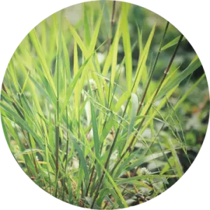 Vetiver Ruh Khus Essential Oil - Living Libations